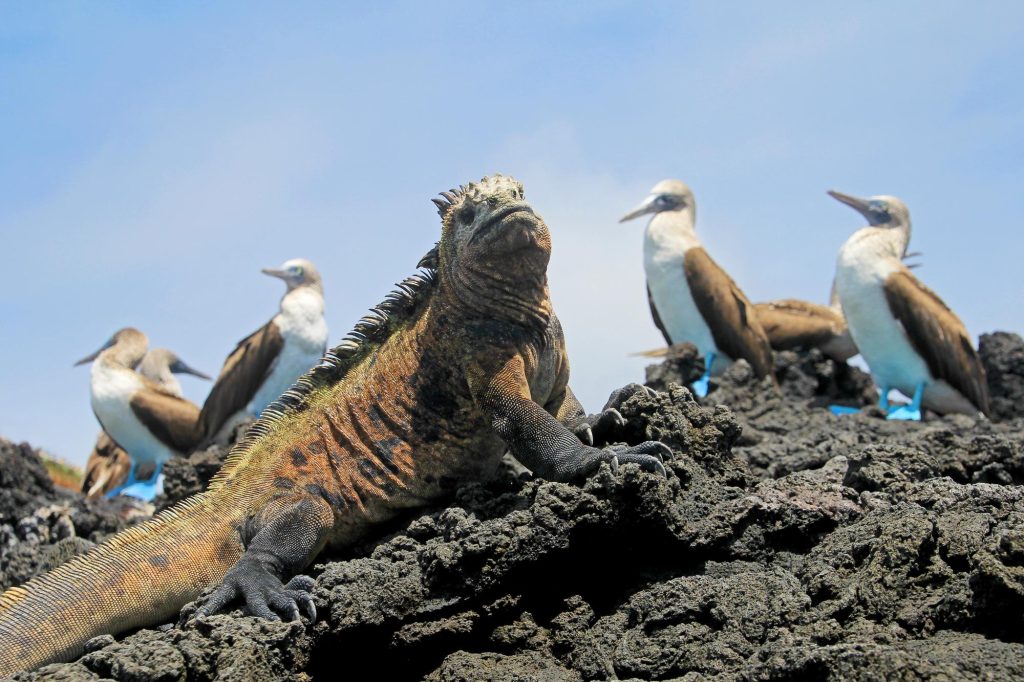 Galápagos Clásico